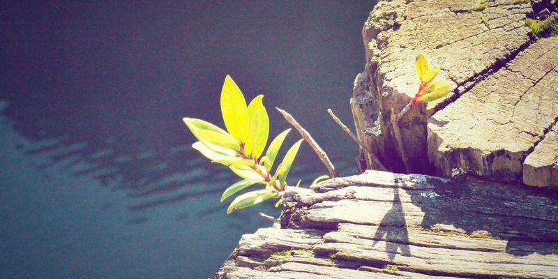 从果园到舌尖的信任革命：区块链如何为G柠檬打造不可复制的风味指纹